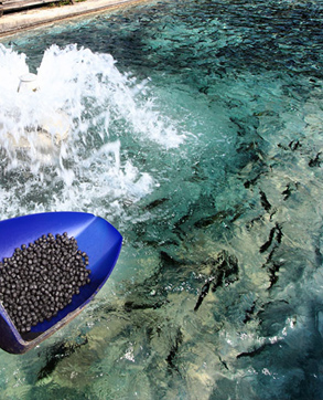 aquaculture supplements