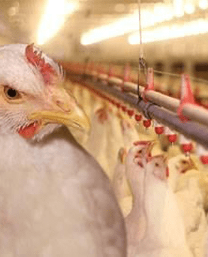 antibiotics for poultry