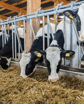 livestock-antibiotics